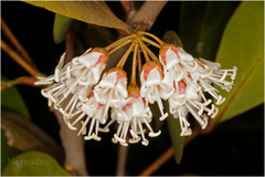 Aegiceras corniculatum